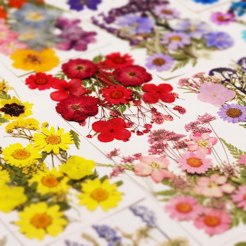 Art Craft Flower Making - Real Natural Pressed Dried Plant Flowers