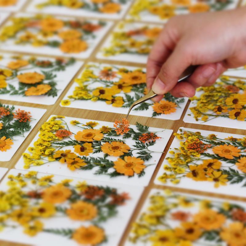Real Natural Pressed Dried Pla - Art Craft Flower Making review and price