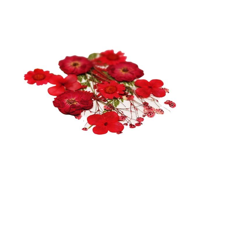 Real Natural Pressed Dried Pla - Art Craft Flower Making review and price
